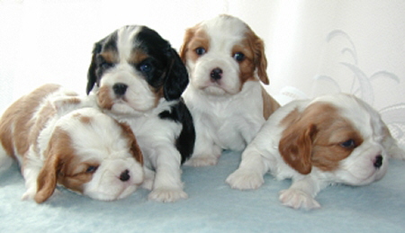 Puppies1